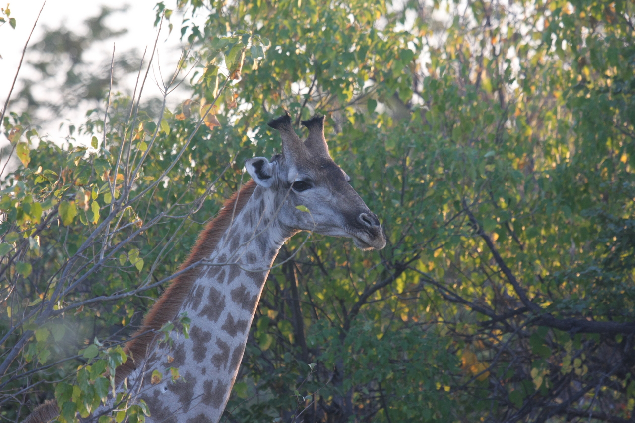[22512] 2016_06_30_01_22_24_Africa_Canon_EOS_40D_IMG__03917.jpg