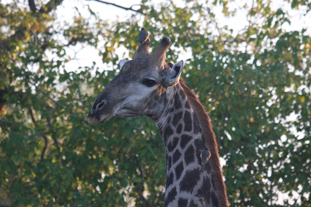 [22521] 2016_06_30_01_22_32_Africa_Canon_EOS_40D_IMG__03951.jpg