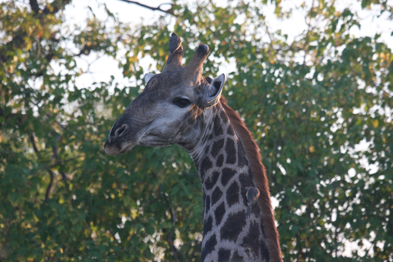 [22522] 2016_06_30_01_22_32_Africa_Canon_EOS_40D_IMG__03962.jpg