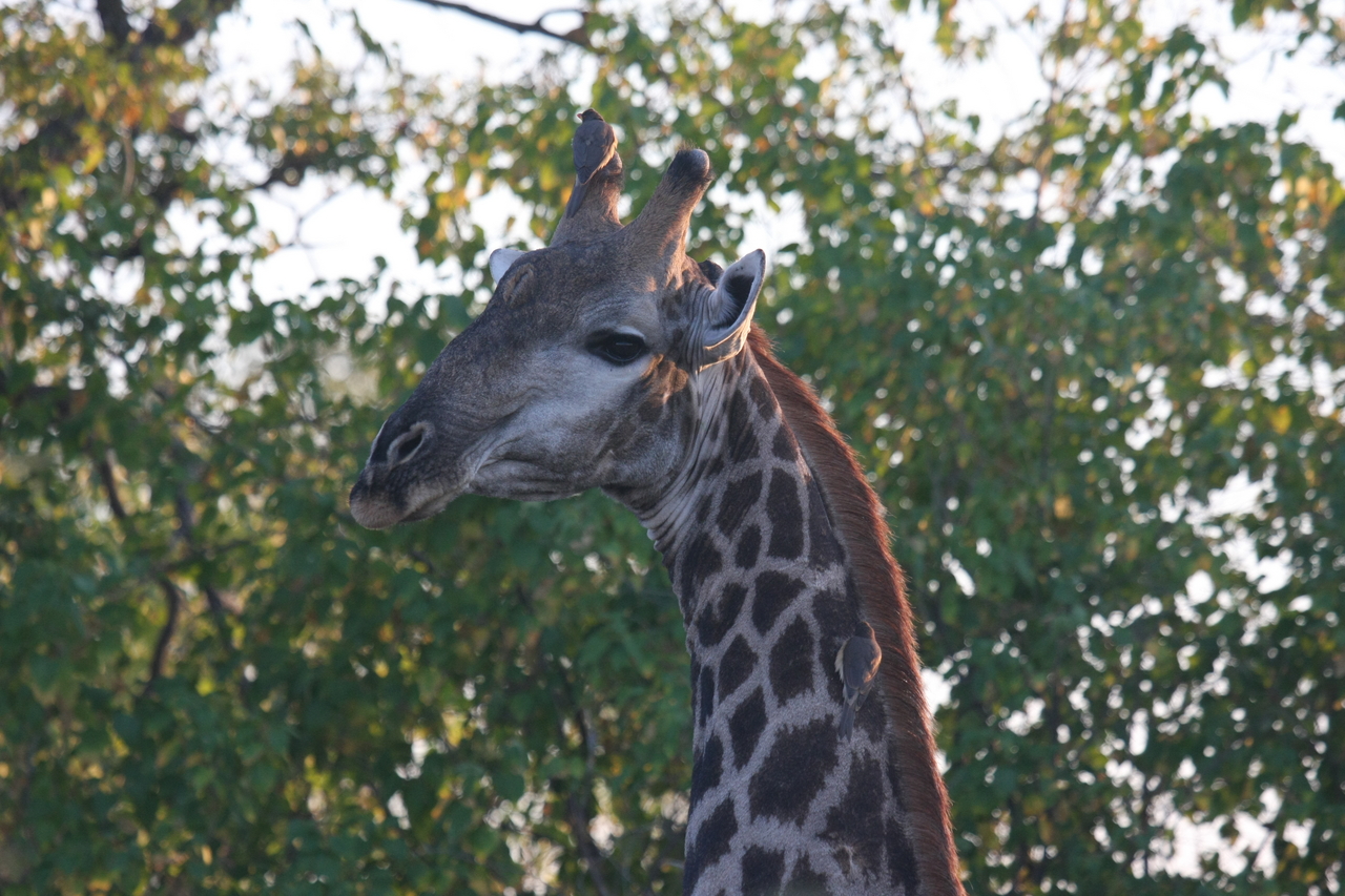 [22523] 2016_06_30_01_22_32_Africa_Canon_EOS_40D_IMG__03973.jpg