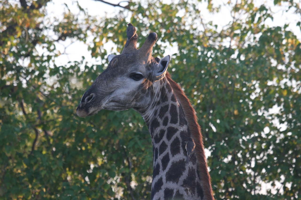 [22528] 2016_06_30_01_22_33_Africa_Canon_EOS_40D_IMG__03984.jpg