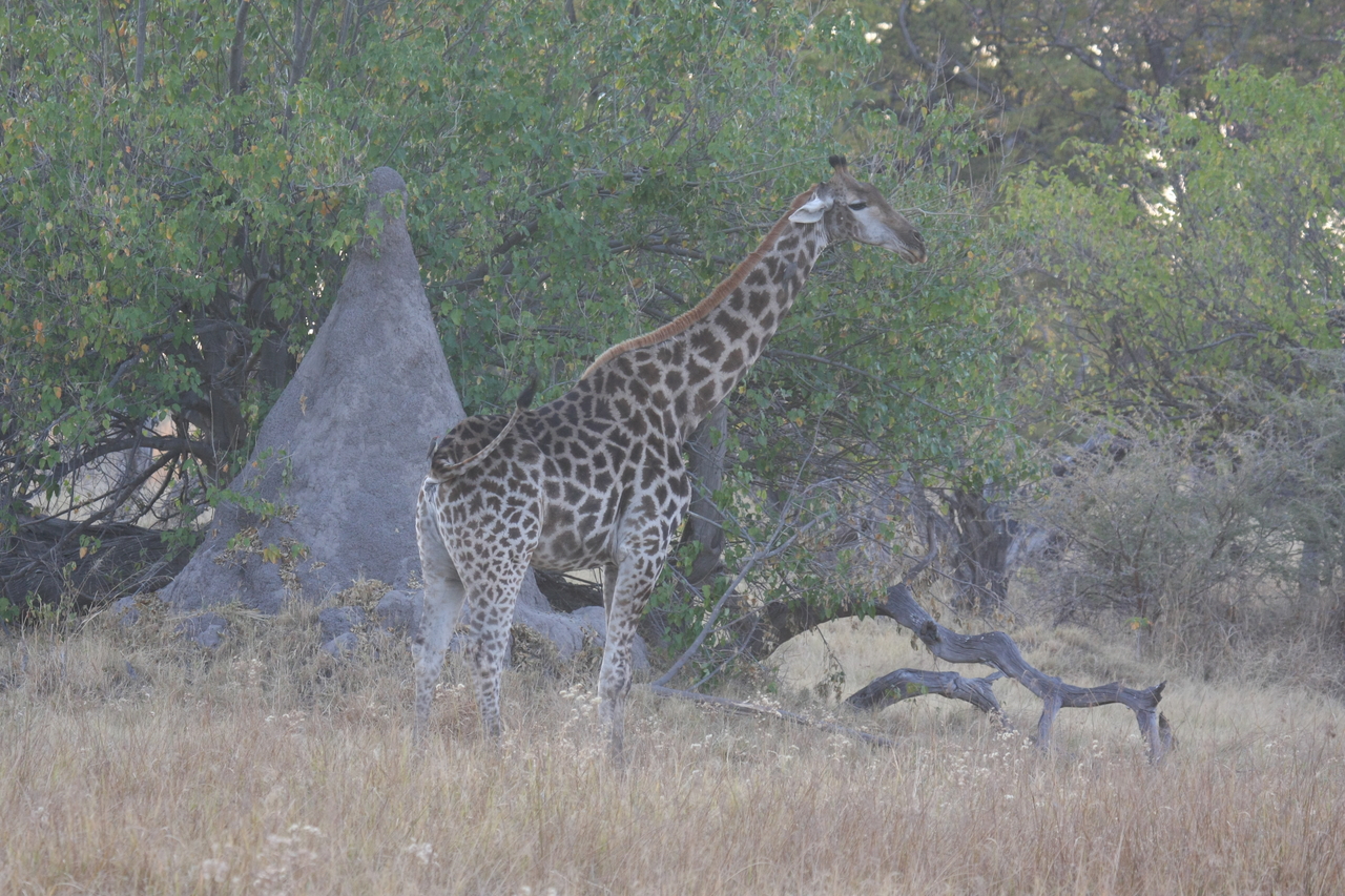 [22534] 2016_06_30_01_22_51_Africa_Canon_EOS_40D_IMG__04006.jpg