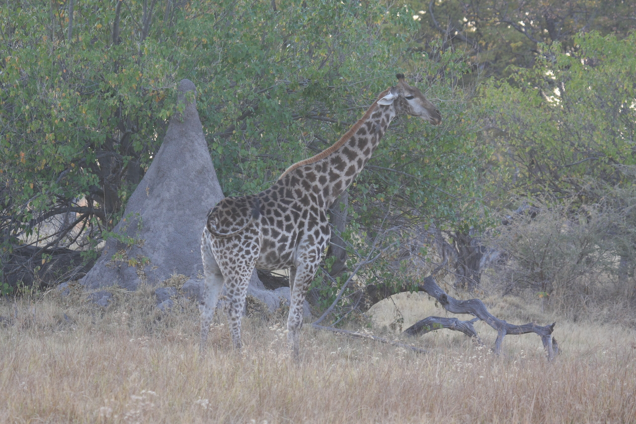 [22538] 2016_06_30_01_22_51_Africa_Canon_EOS_40D_IMG__11464.jpg