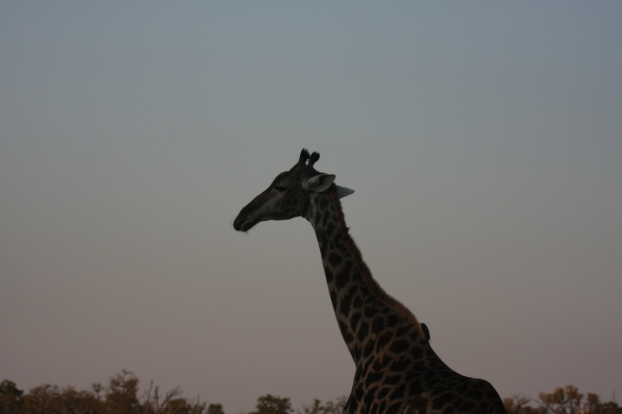 [22539] 2016_06_30_01_26_49_Africa_Canon_EOS_40D_IMG__00302.jpg