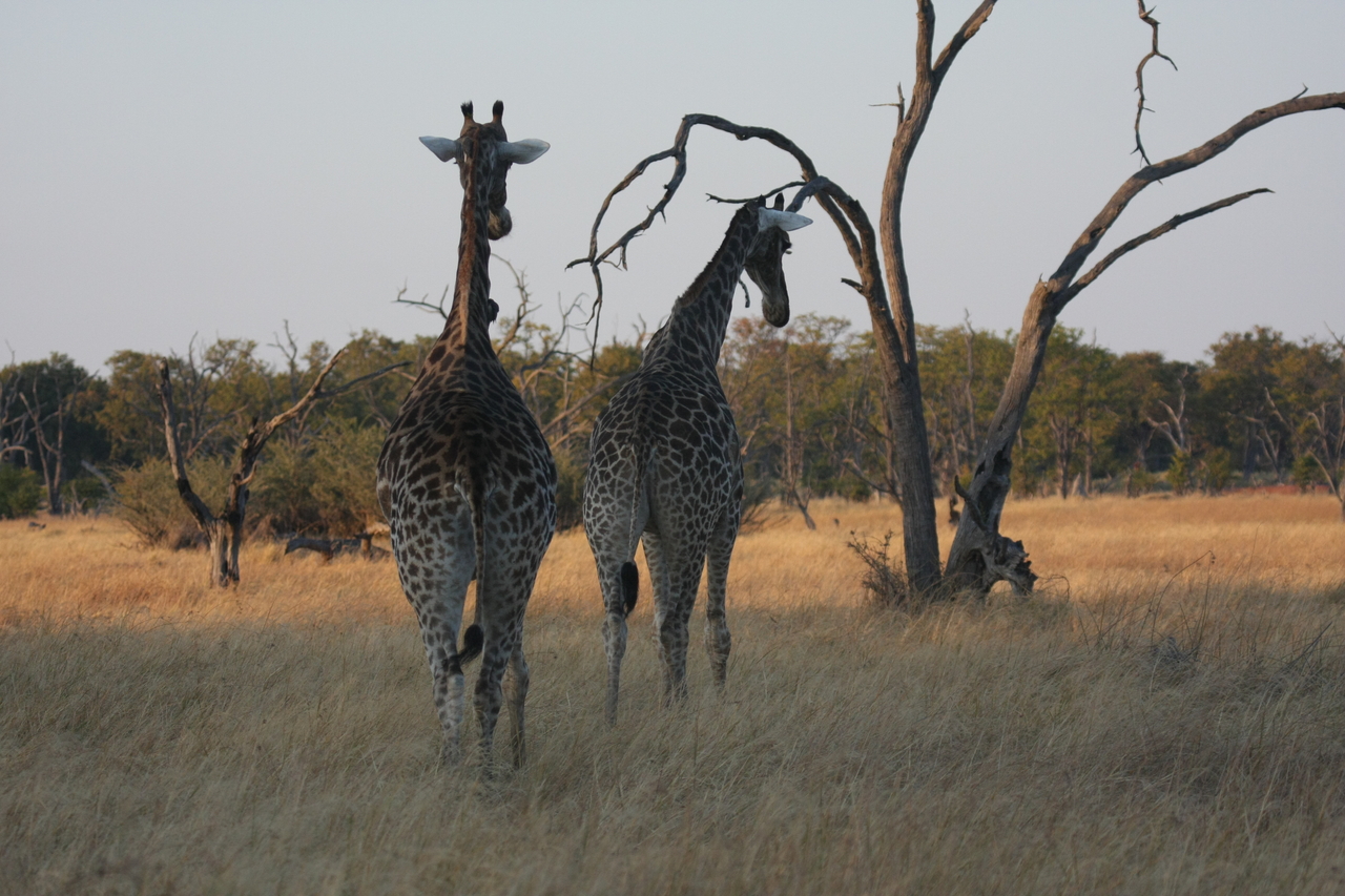 [22553] 2016_06_30_01_27_14_Africa_Canon_EOS_40D_IMG__11520.jpg