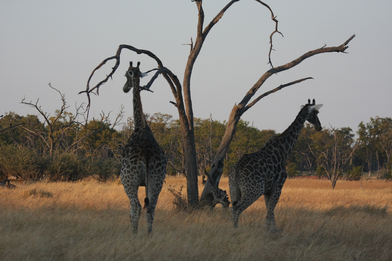 [22561] 2016_06_30_01_27_31_Africa_Canon_EOS_40D_IMG__04106.jpg