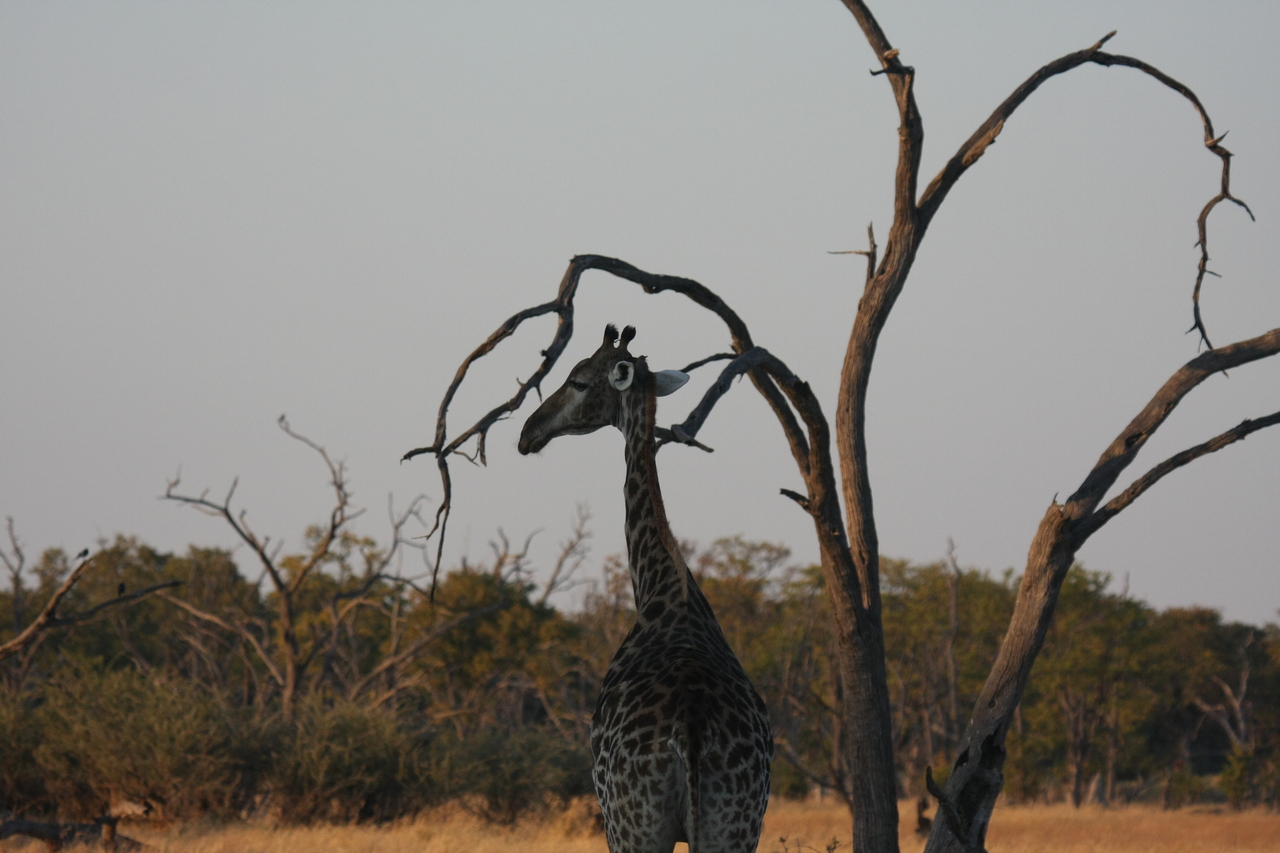 [22565] 2016_06_30_01_27_37_Africa_Canon_EOS_40D_IMG__04117.jpg