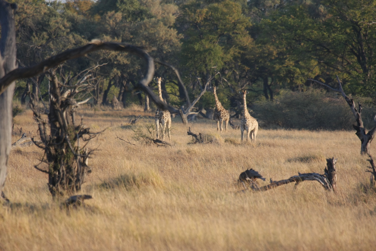 [22647] 2016_06_30_01_40_13_Africa_Canon_EOS_40D_IMG__04328.jpg