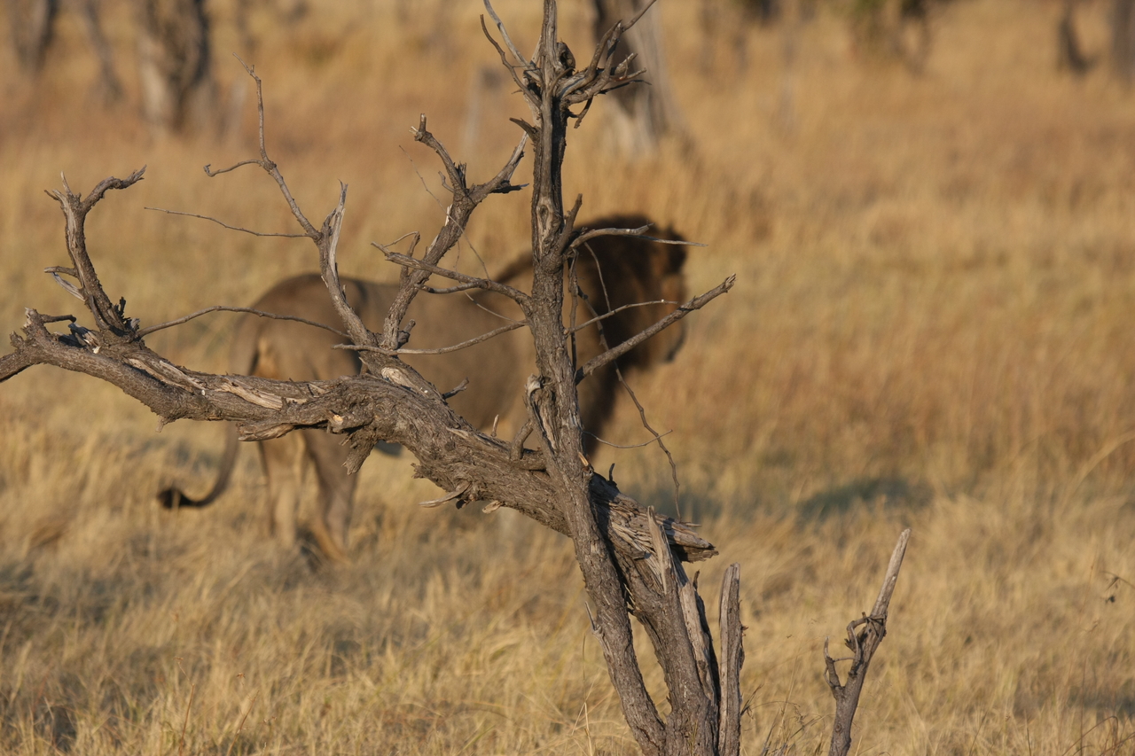 [22656] 2016_06_30_01_41_44_Africa_Canon_EOS_40D_IMG__00646.jpg
