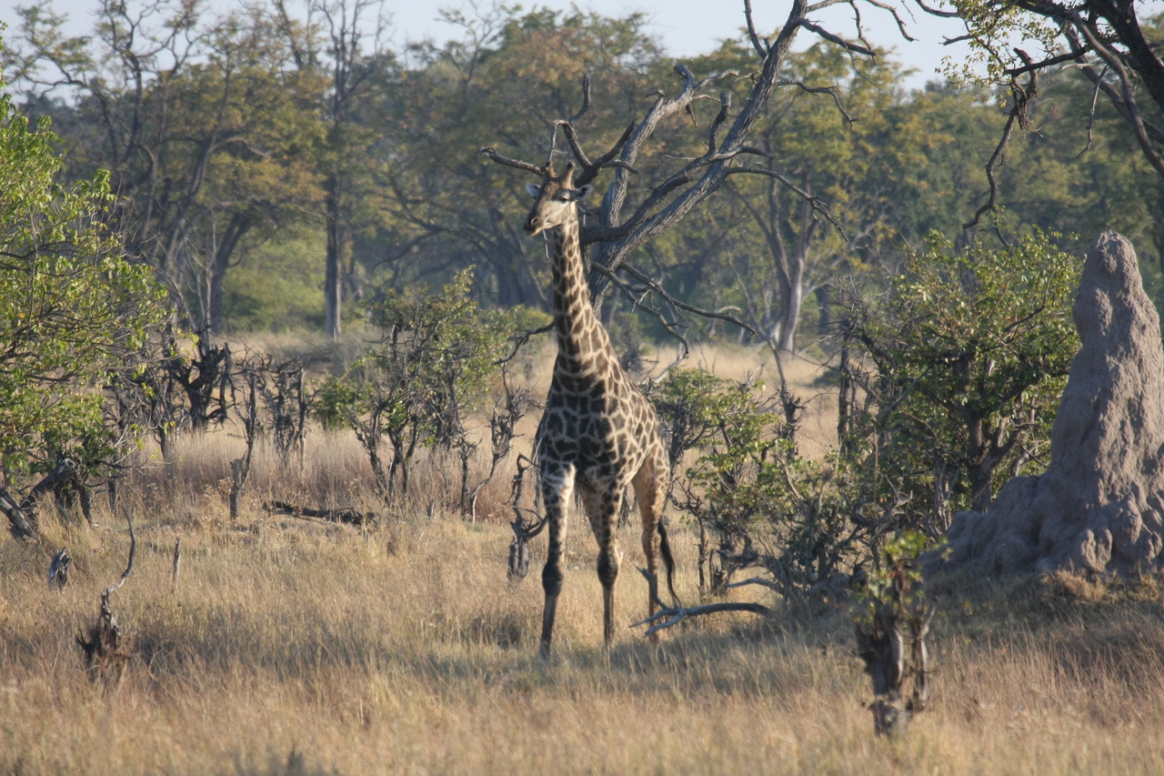 [22677] 2016_06_30_01_51_49_Africa_Canon_EOS_40D_IMG__04417.jpg