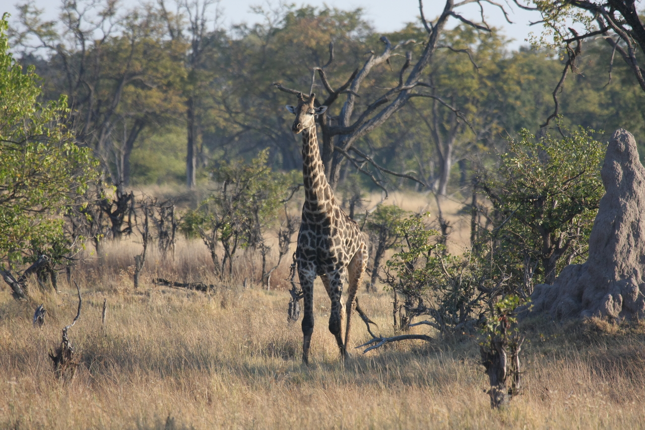 [22678] 2016_06_30_01_51_49_Africa_Canon_EOS_40D_IMG__04428.jpg