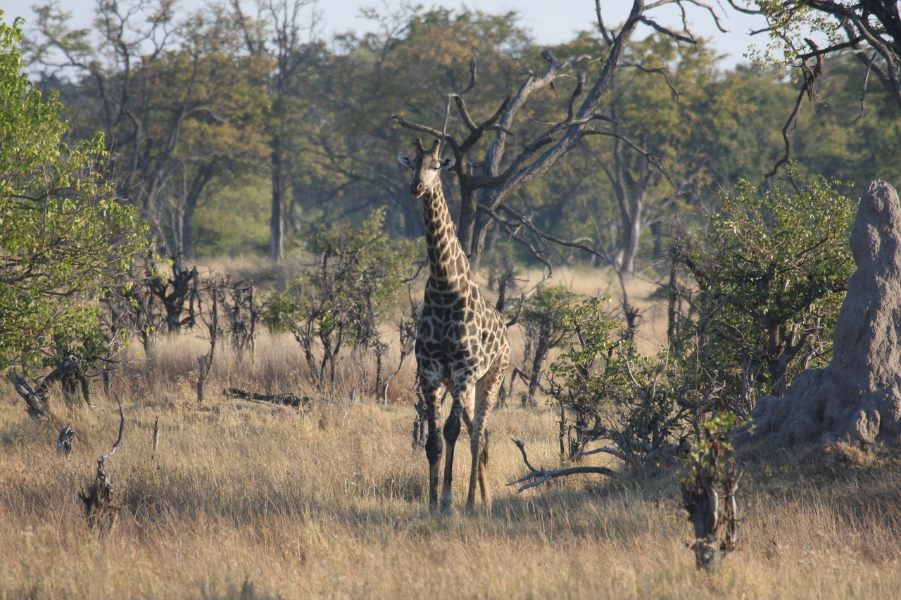 [22679] 2016_06_30_01_51_49_Africa_Canon_EOS_40D_IMG__04439.jpg