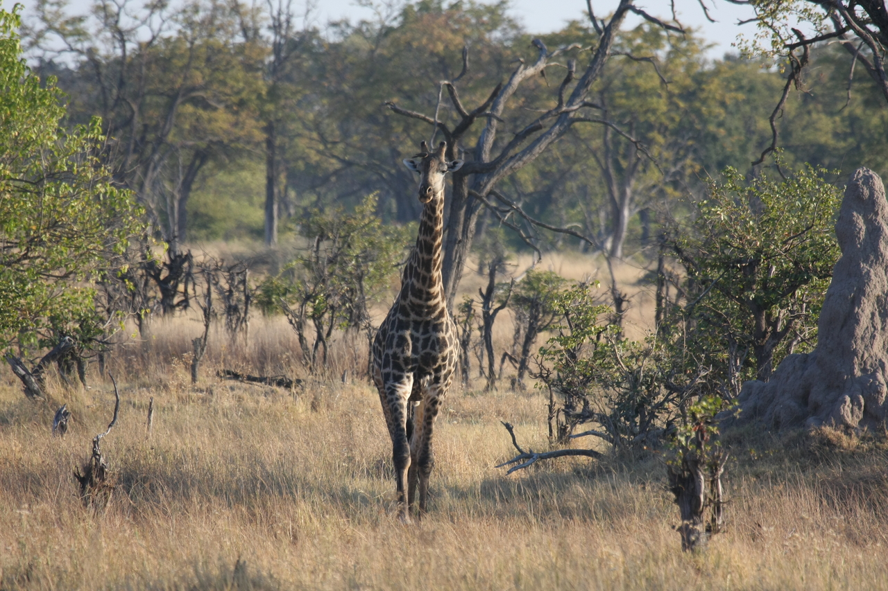 [22688] 2016_06_30_01_51_56_Africa_Canon_EOS_40D_IMG__04472.jpg