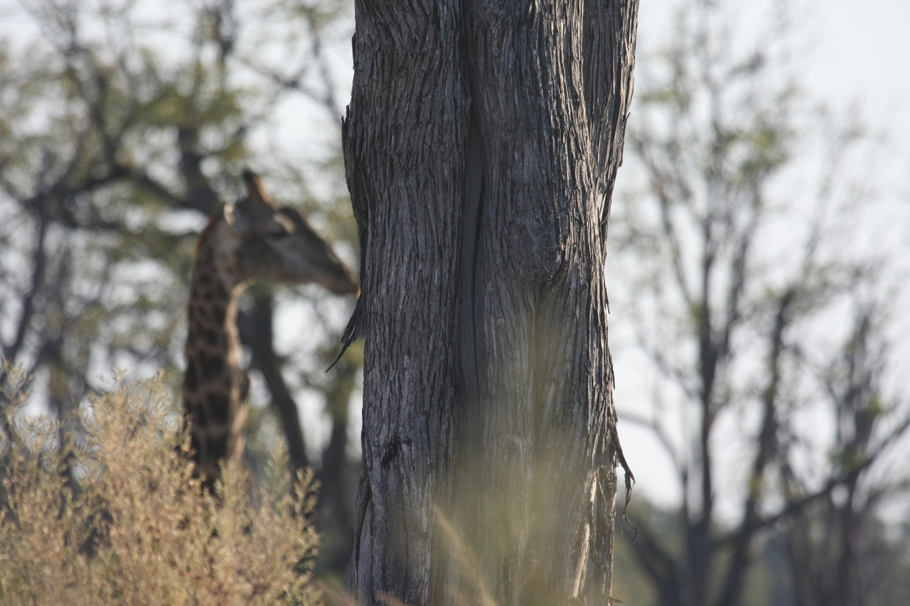 [22711] 2016_06_30_01_54_17_Africa_Canon_EOS_40D_IMG__04525.jpg