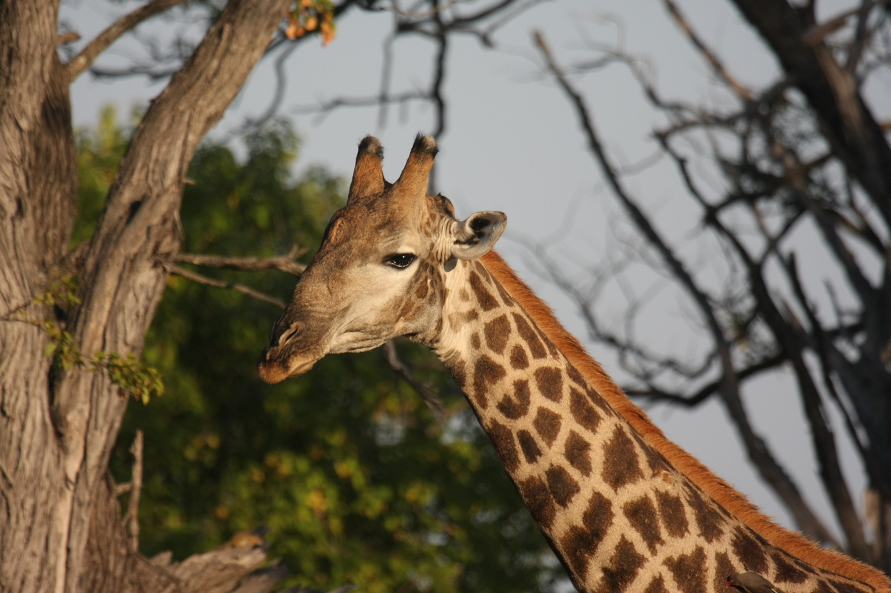 [22748] 2016_06_30_01_56_04_Africa_Canon_EOS_40D_IMG__00812.jpg