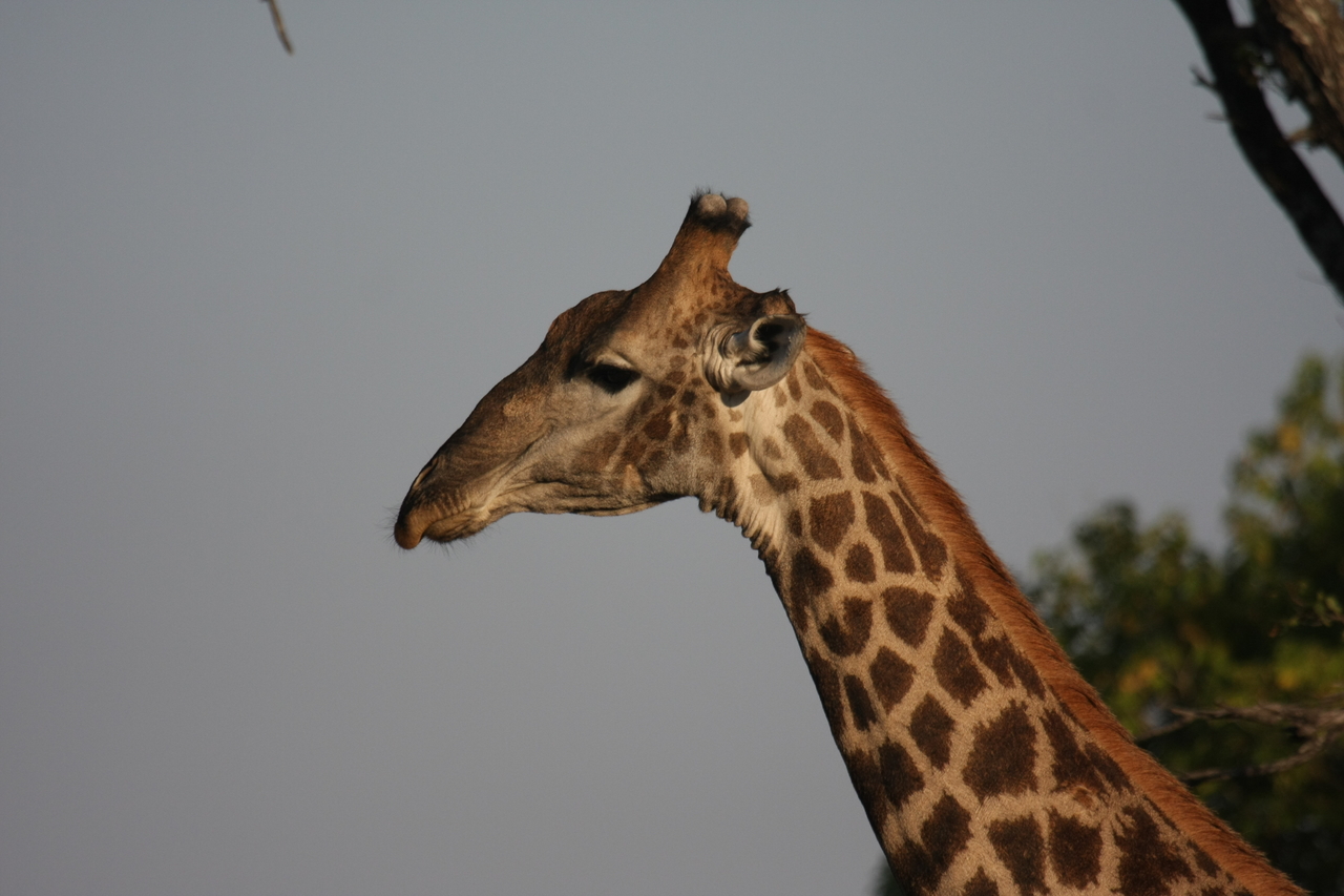 [22758] 2016_06_30_01_56_07_Africa_Canon_EOS_40D_IMG__04540.jpg