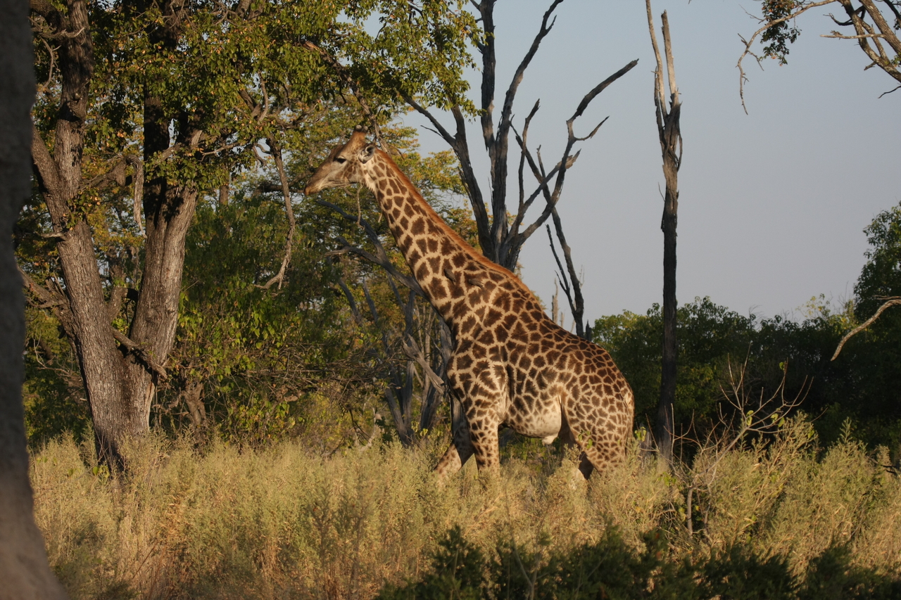 [22763] 2016_06_30_01_56_11_Africa_Canon_EOS_40D_IMG__04541.jpg
