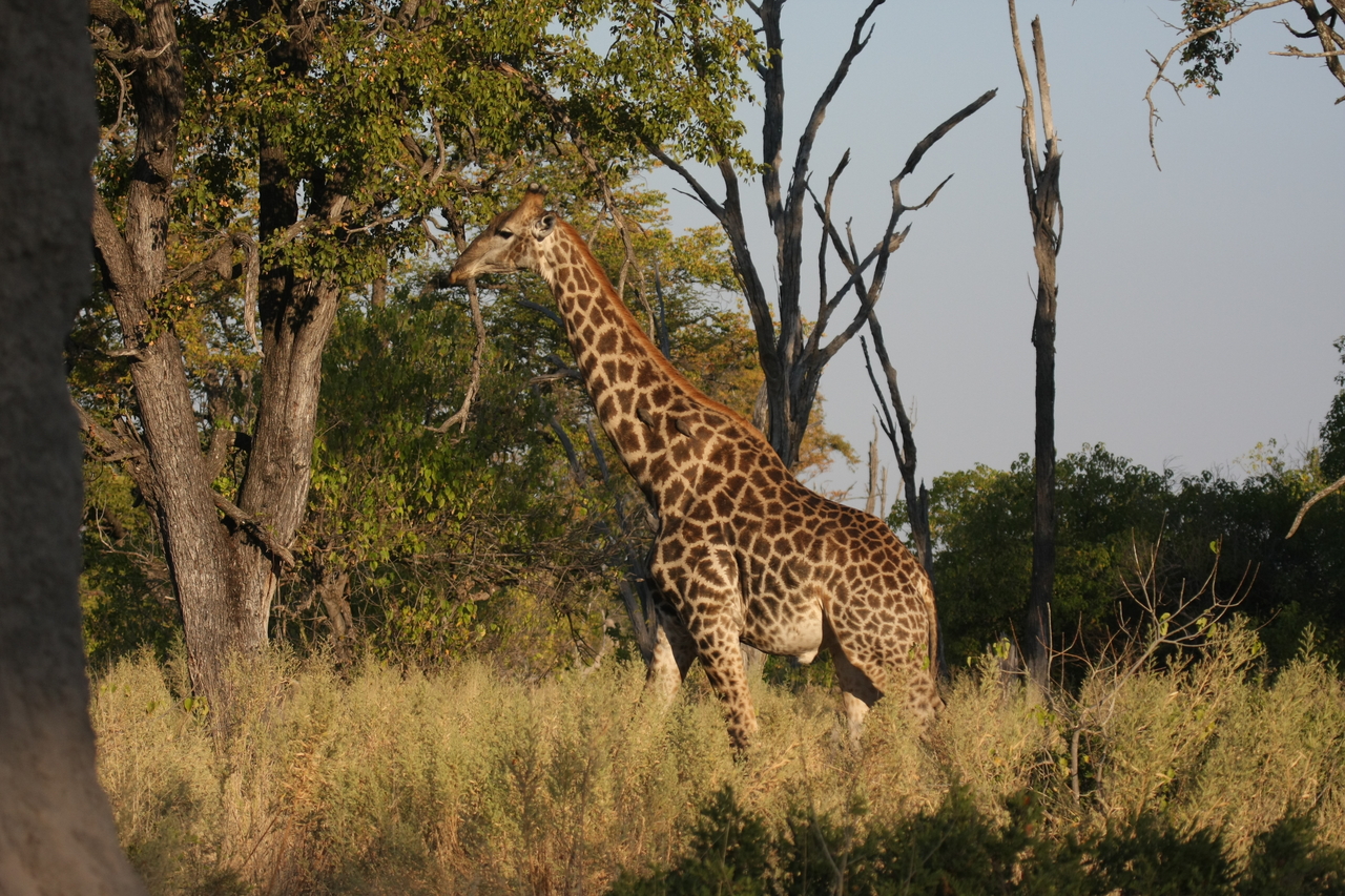 [22764] 2016_06_30_01_56_11_Africa_Canon_EOS_40D_IMG__04542.jpg
