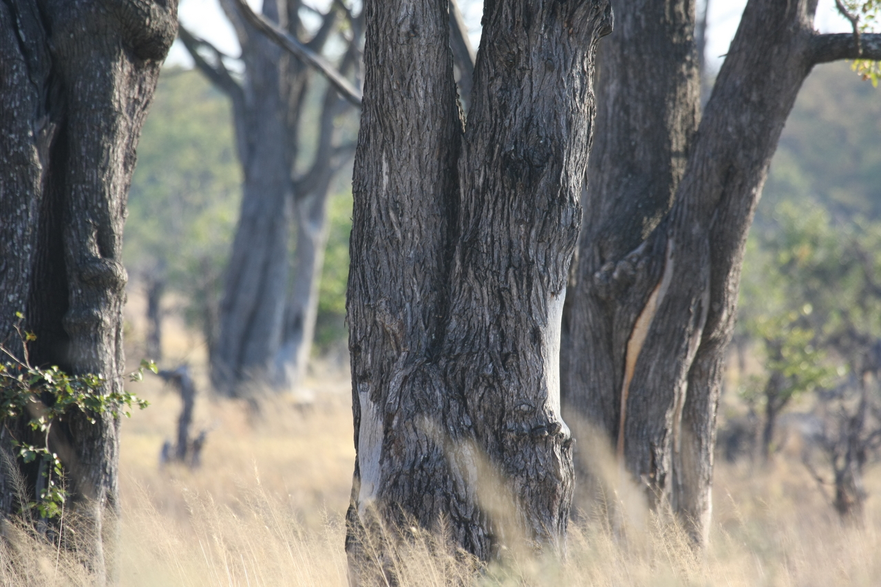 [22794] 2016_06_30_01_57_59_Africa_Canon_EOS_40D_IMG__03731.jpg
