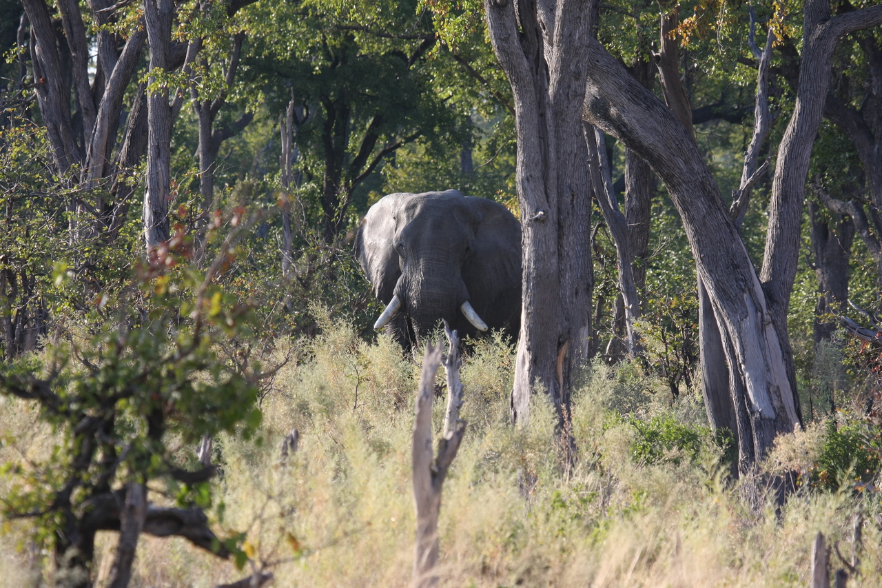 [22813] 2016_06_30_02_07_42_Africa_Canon_EOS_40D_IMG__00007.jpg
