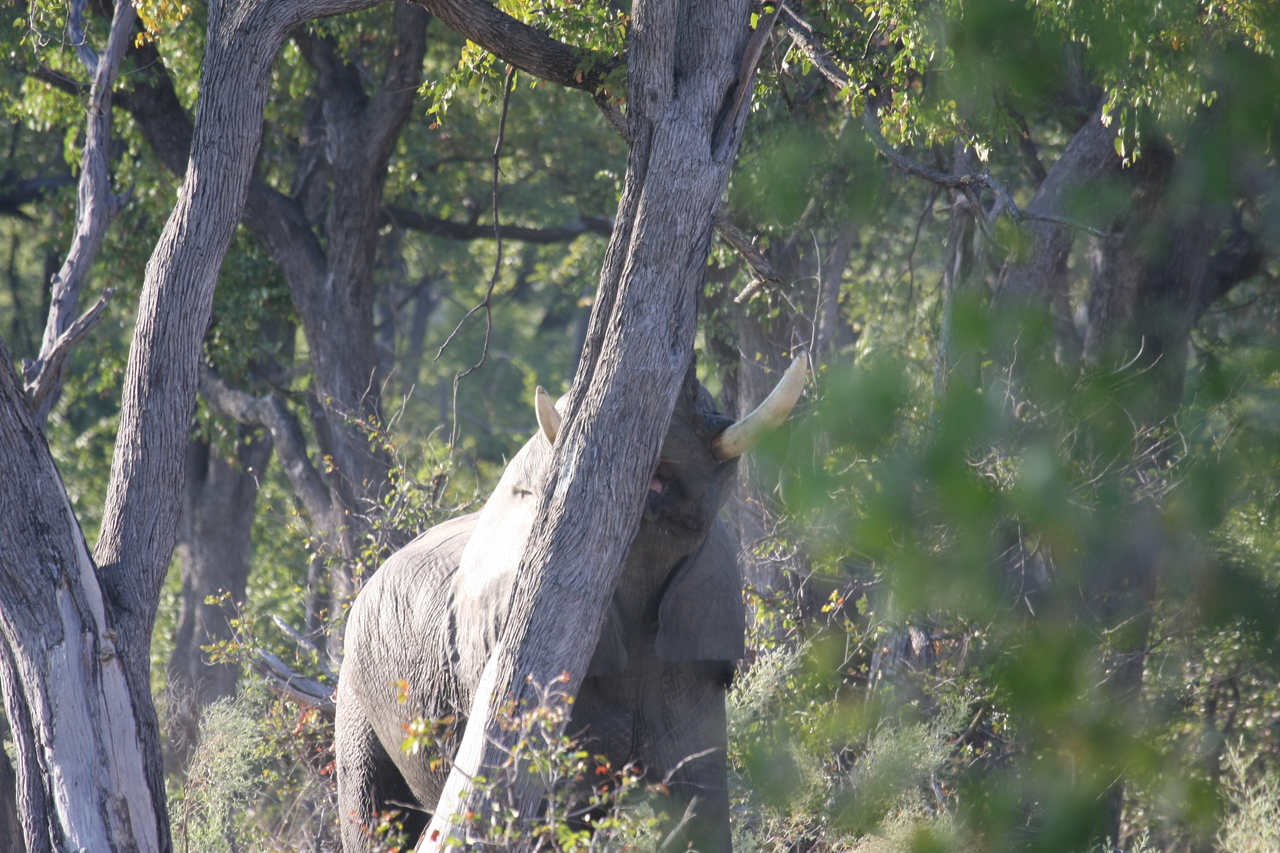 [22826] 2016_06_30_02_08_05_Africa_Canon_EOS_40D_IMG__00012.jpg