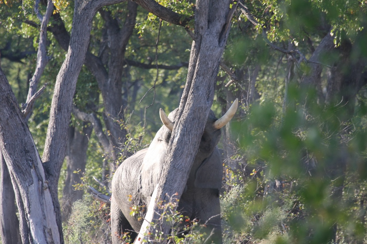 [22830] 2016_06_30_02_08_05_Africa_Canon_EOS_40D_IMG__03739.jpg