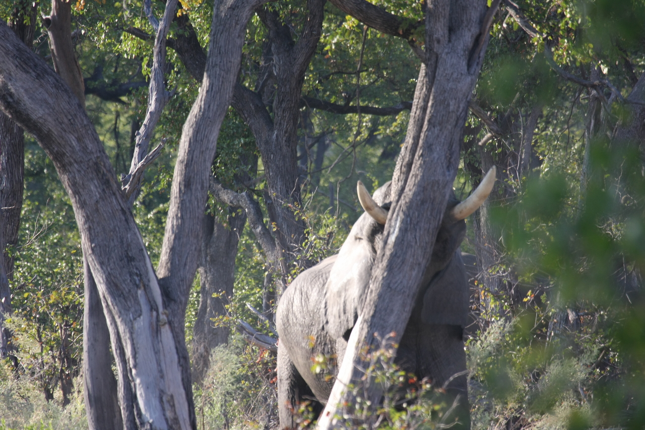 [22837] 2016_06_30_02_08_06_Africa_Canon_EOS_40D_IMG__03741.jpg