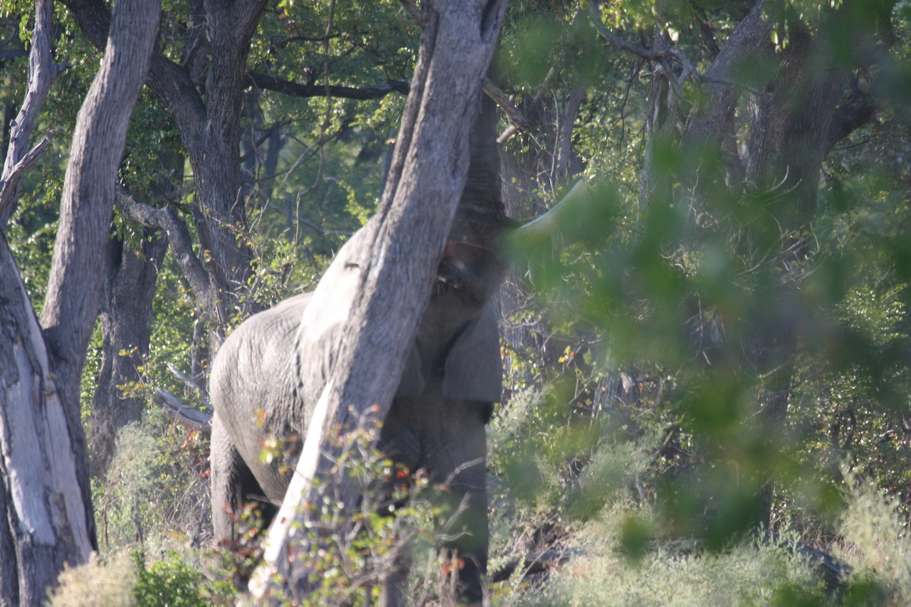 [22845] 2016_06_30_02_08_08_Africa_Canon_EOS_40D_IMG__03744.jpg