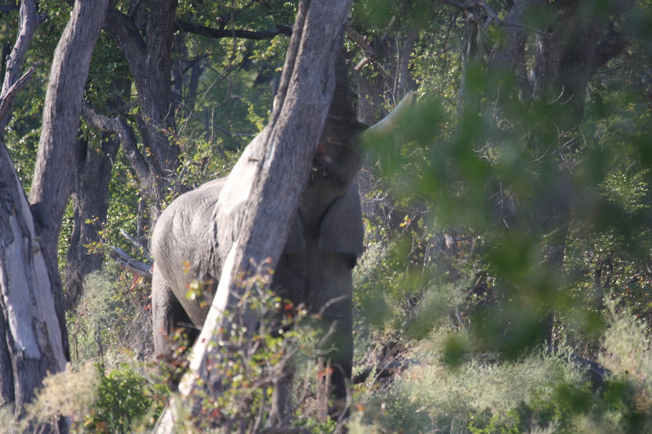 [22853] 2016_06_30_02_08_09_Africa_Canon_EOS_40D_IMG__03747.jpg
