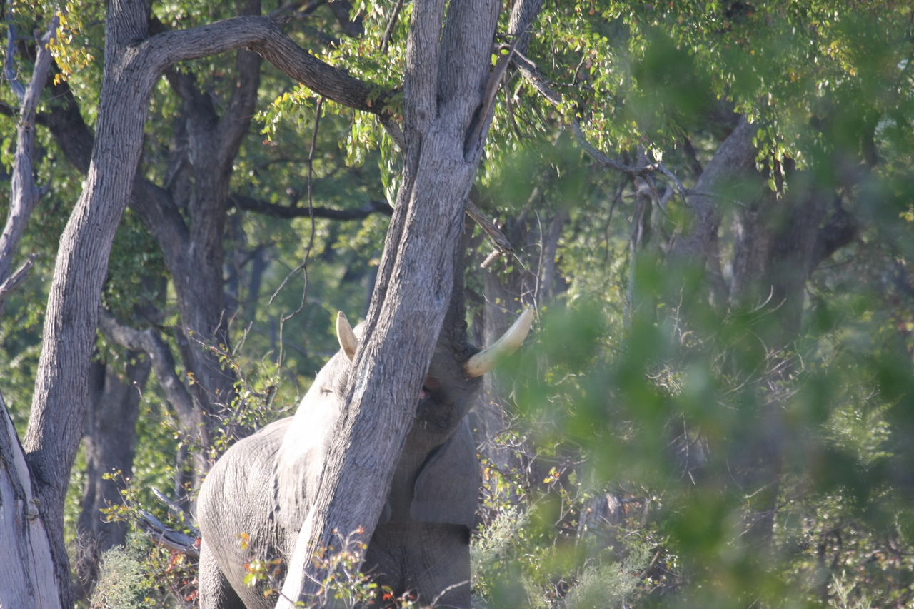 [22871] 2016_06_30_02_08_11_Africa_Canon_EOS_40D_IMG__11200.jpg