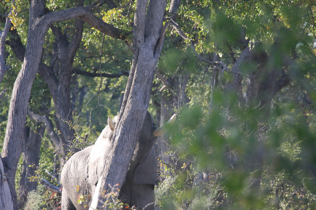[22873] 2016_06_30_02_08_12_Africa_Canon_EOS_40D_IMG__00029.jpg