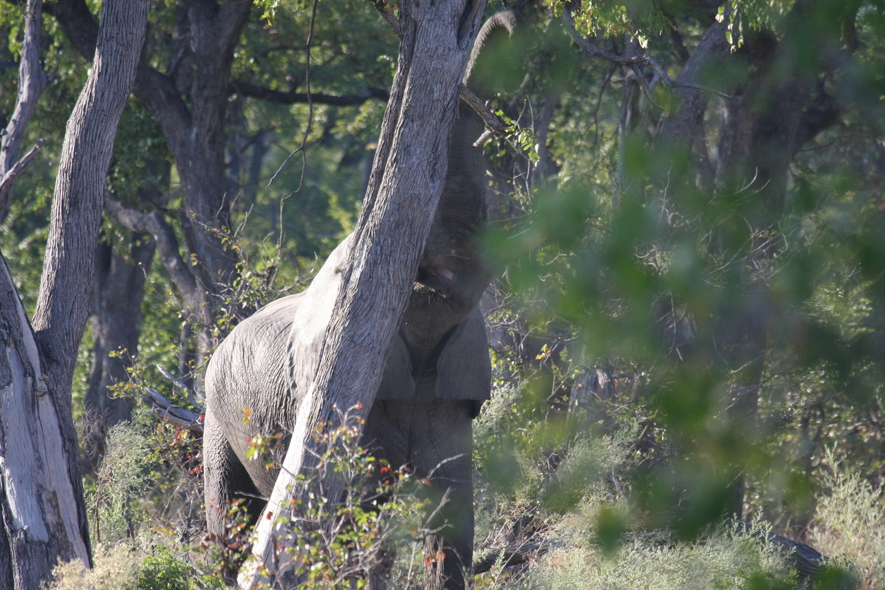 [22878] 2016_06_30_02_08_13_Africa_Canon_EOS_40D_IMG__11203.jpg