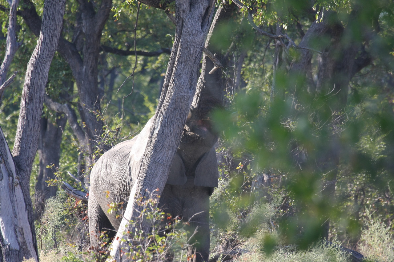 [22885] 2016_06_30_02_08_14_Africa_Canon_EOS_40D_IMG__11204.jpg