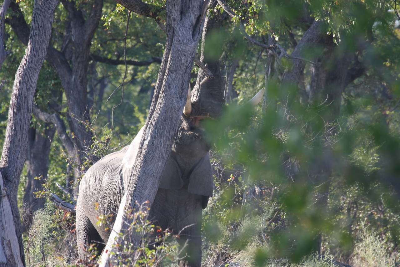[22887] 2016_06_30_02_08_14_Africa_Canon_EOS_40D_IMG__11206.jpg