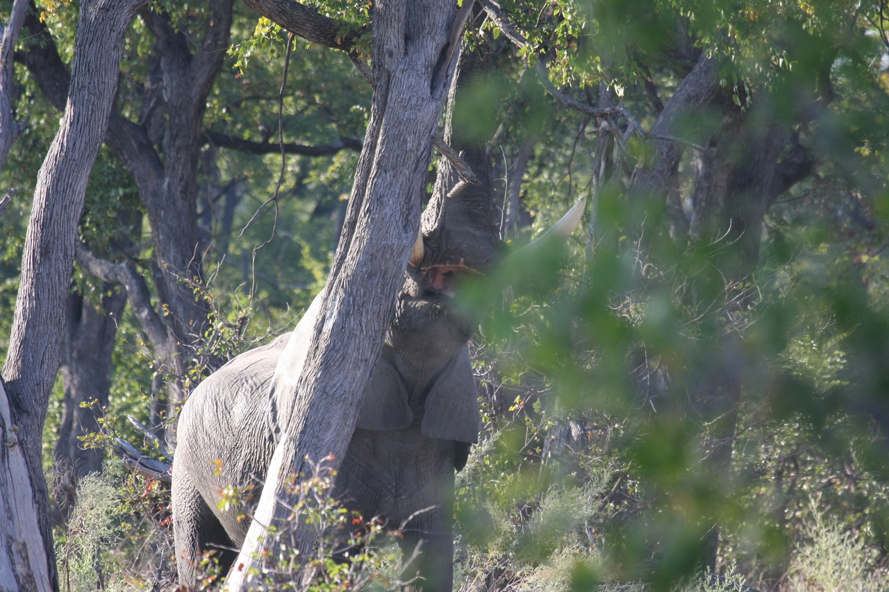 [22890] 2016_06_30_02_08_15_Africa_Canon_EOS_40D_IMG__11207.jpg