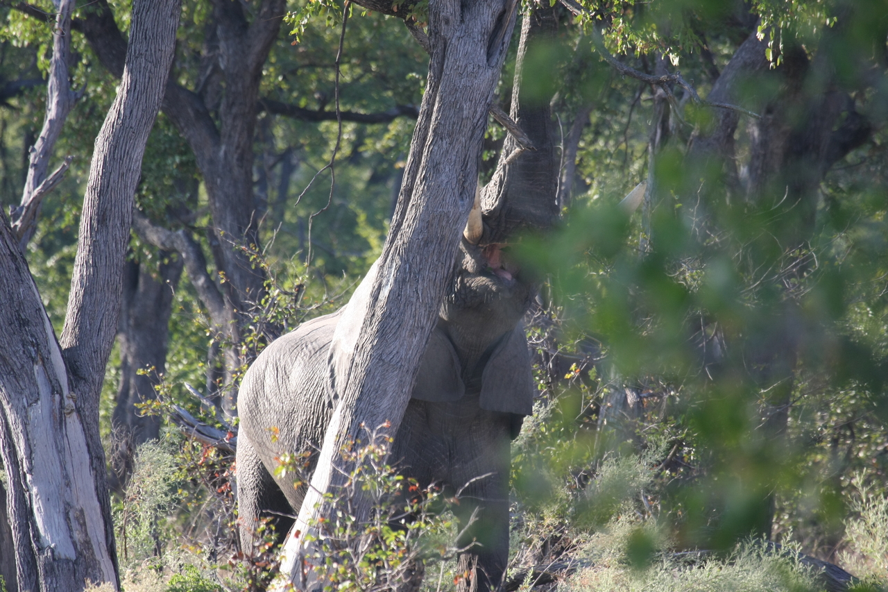 [22897] 2016_06_30_02_08_25_Africa_Canon_EOS_40D_IMG__11208.jpg