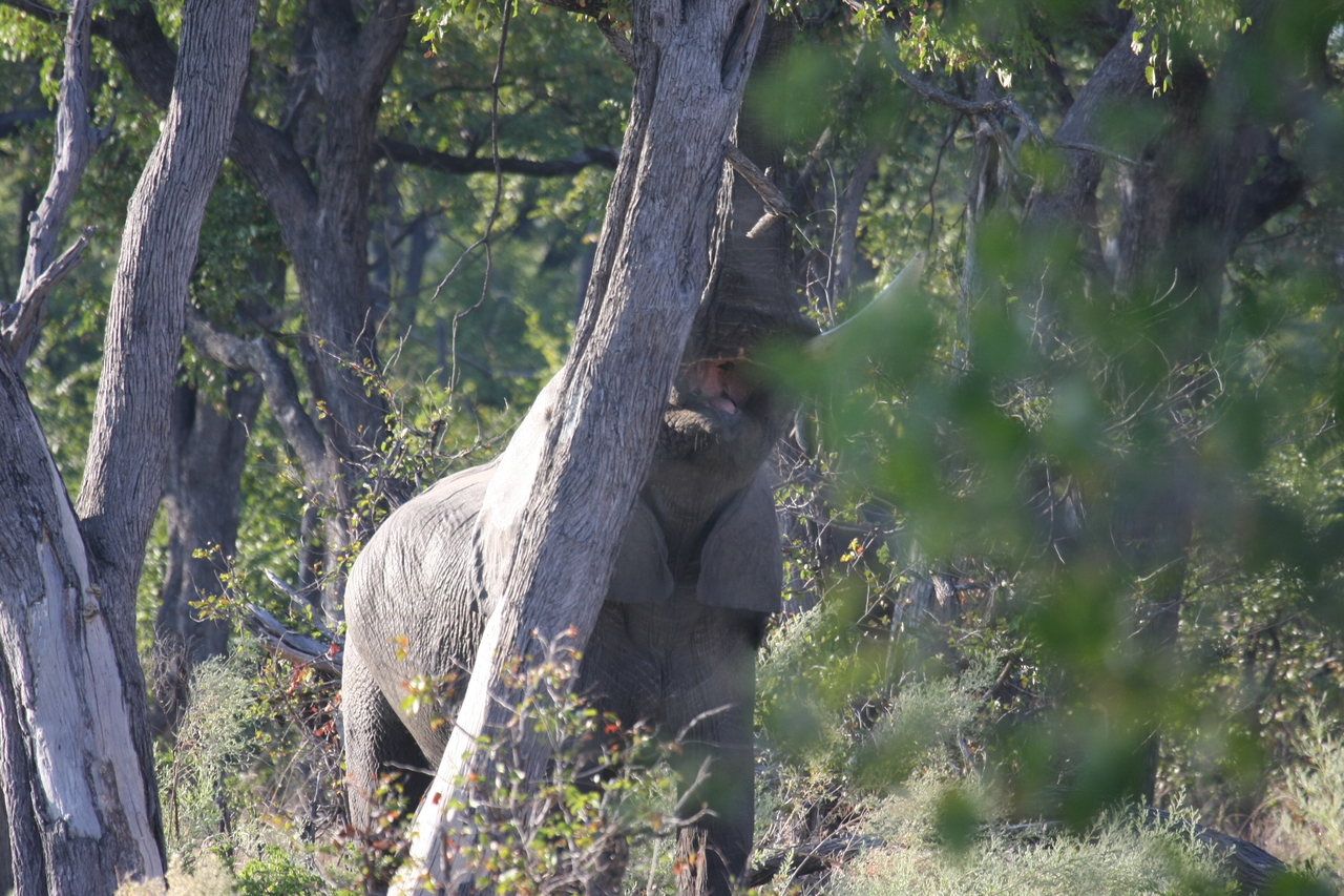 [22904] 2016_06_30_02_08_26_Africa_Canon_EOS_40D_IMG__11212.jpg