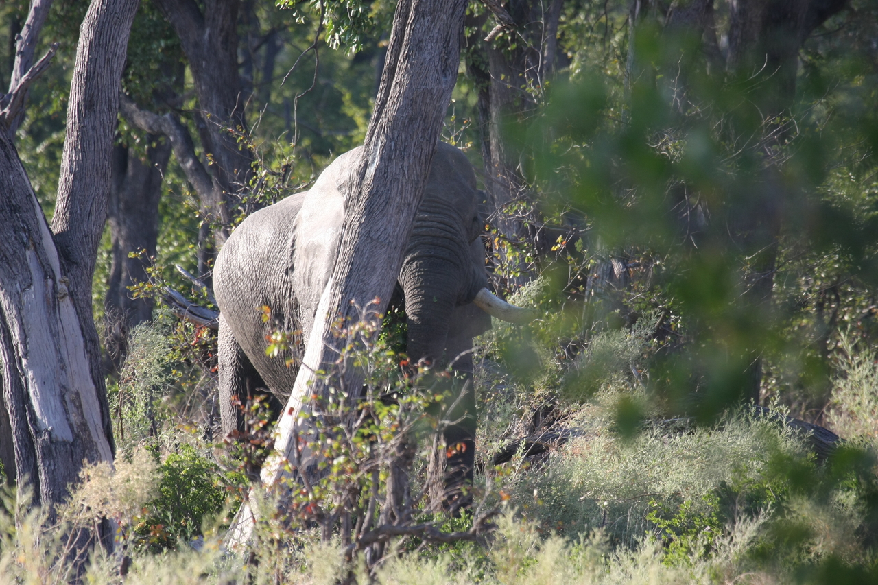 [22909] 2016_06_30_02_08_37_Africa_Canon_EOS_40D_IMG__03767.jpg