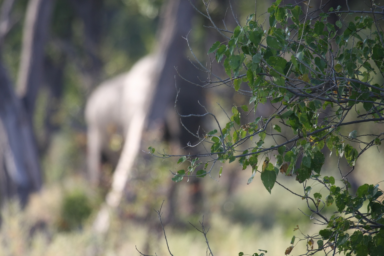 [22917] 2016_06_30_02_08_38_Africa_Canon_EOS_40D_IMG__11217.jpg