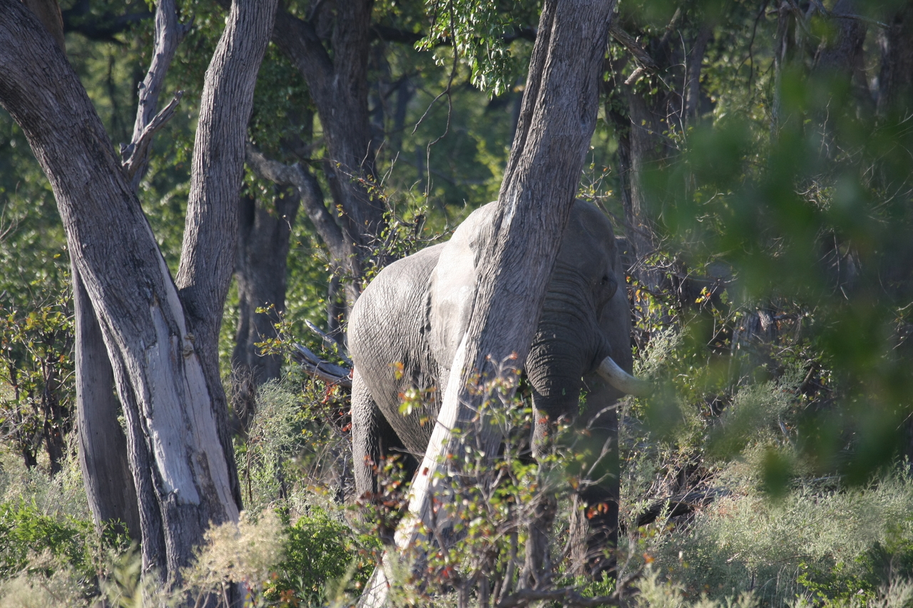[22920] 2016_06_30_02_08_51_Africa_Canon_EOS_40D_IMG__11218.jpg