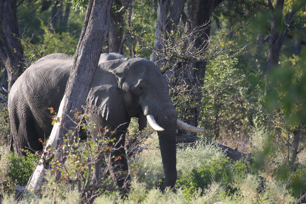 [22932] 2016_06_30_02_10_16_Africa_Canon_EOS_40D_IMG__03776.jpg