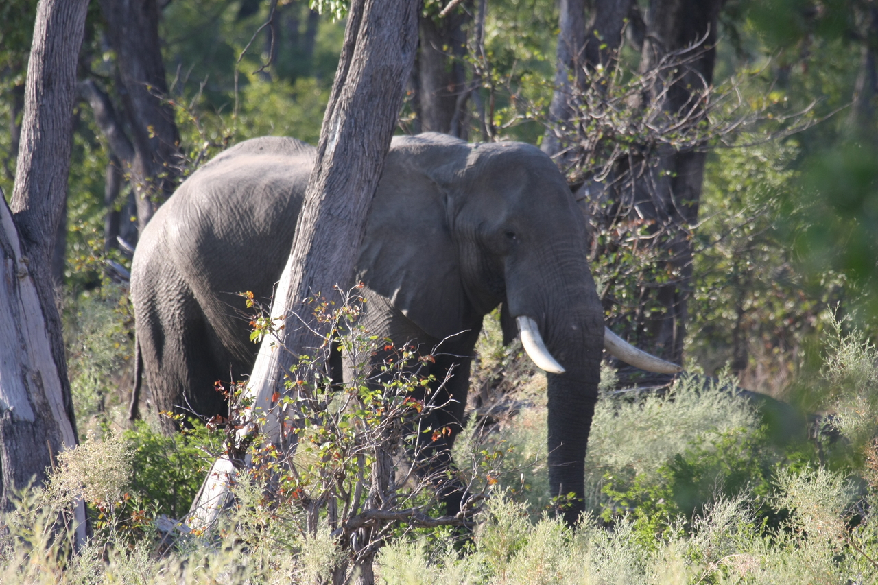[22942] 2016_06_30_02_10_24_Africa_Canon_EOS_40D_IMG__03779.jpg