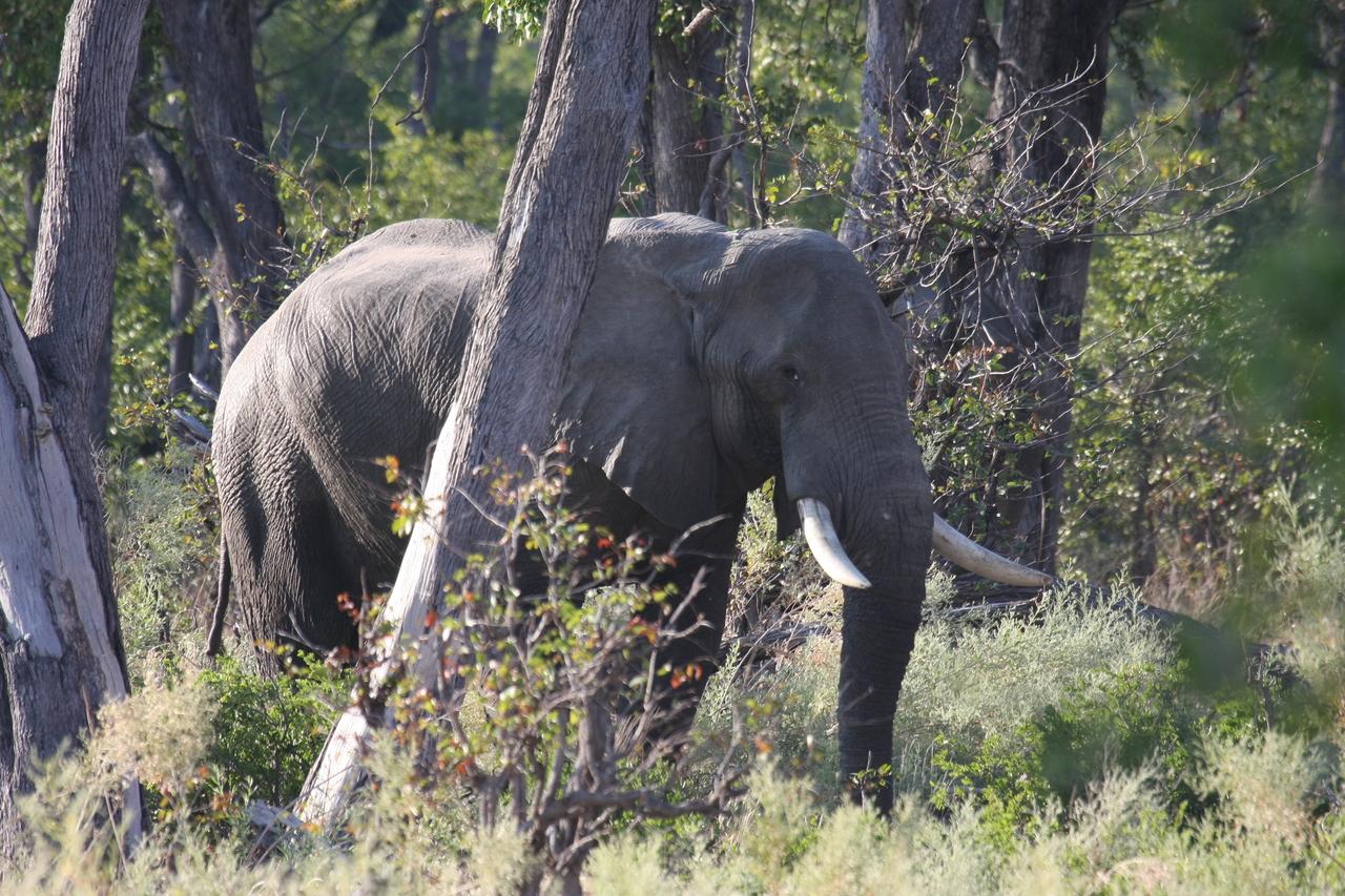 [22944] 2016_06_30_02_10_24_Africa_Canon_EOS_40D_IMG__03781.jpg
