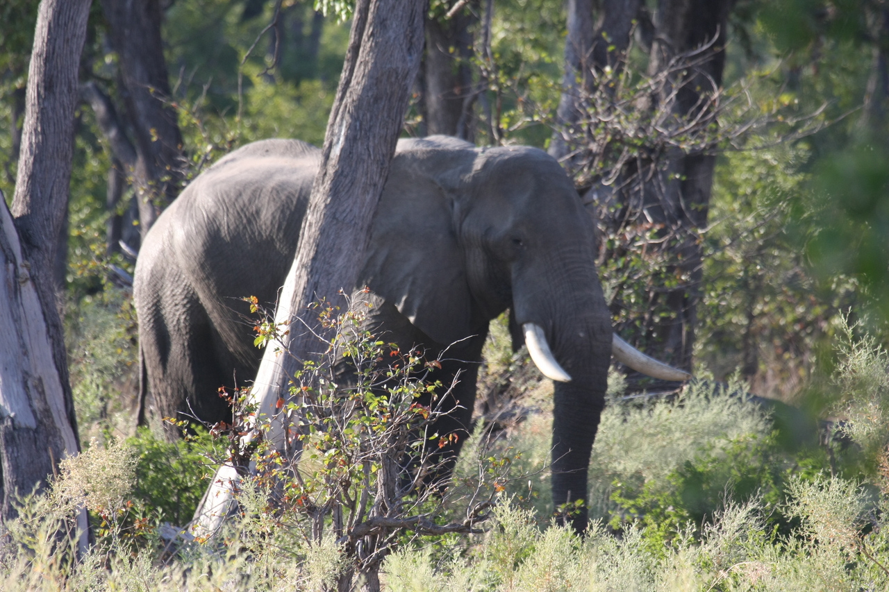 [22946] 2016_06_30_02_10_24_Africa_Canon_EOS_40D_IMG__11227.jpg