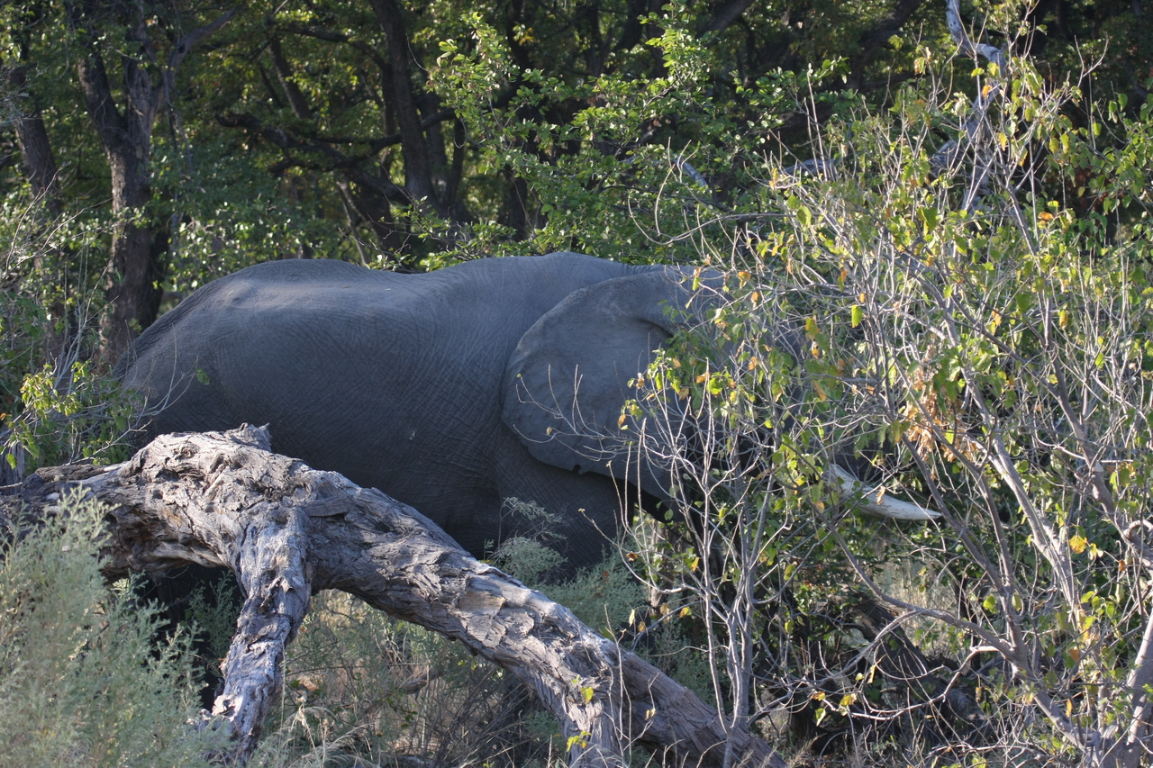[23024] 2016_06_30_02_19_30_Africa_Canon_EOS_40D_IMG__03796.jpg