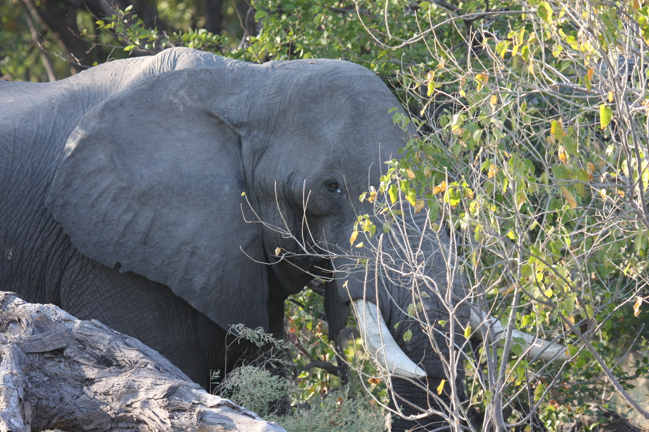 [23035] 2016_06_30_02_20_03_Africa_Canon_EOS_40D_IMG__11246.jpg