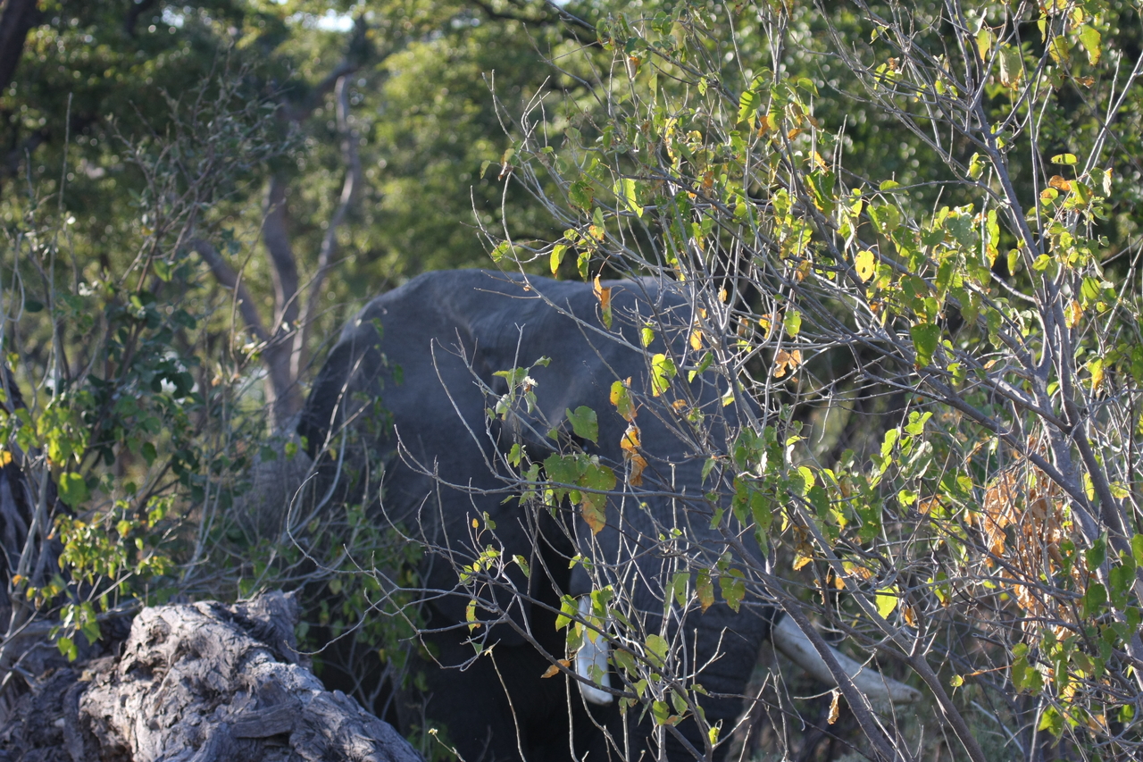 [23038] 2016_06_30_02_20_37_Africa_Canon_EOS_40D_IMG__03800.jpg