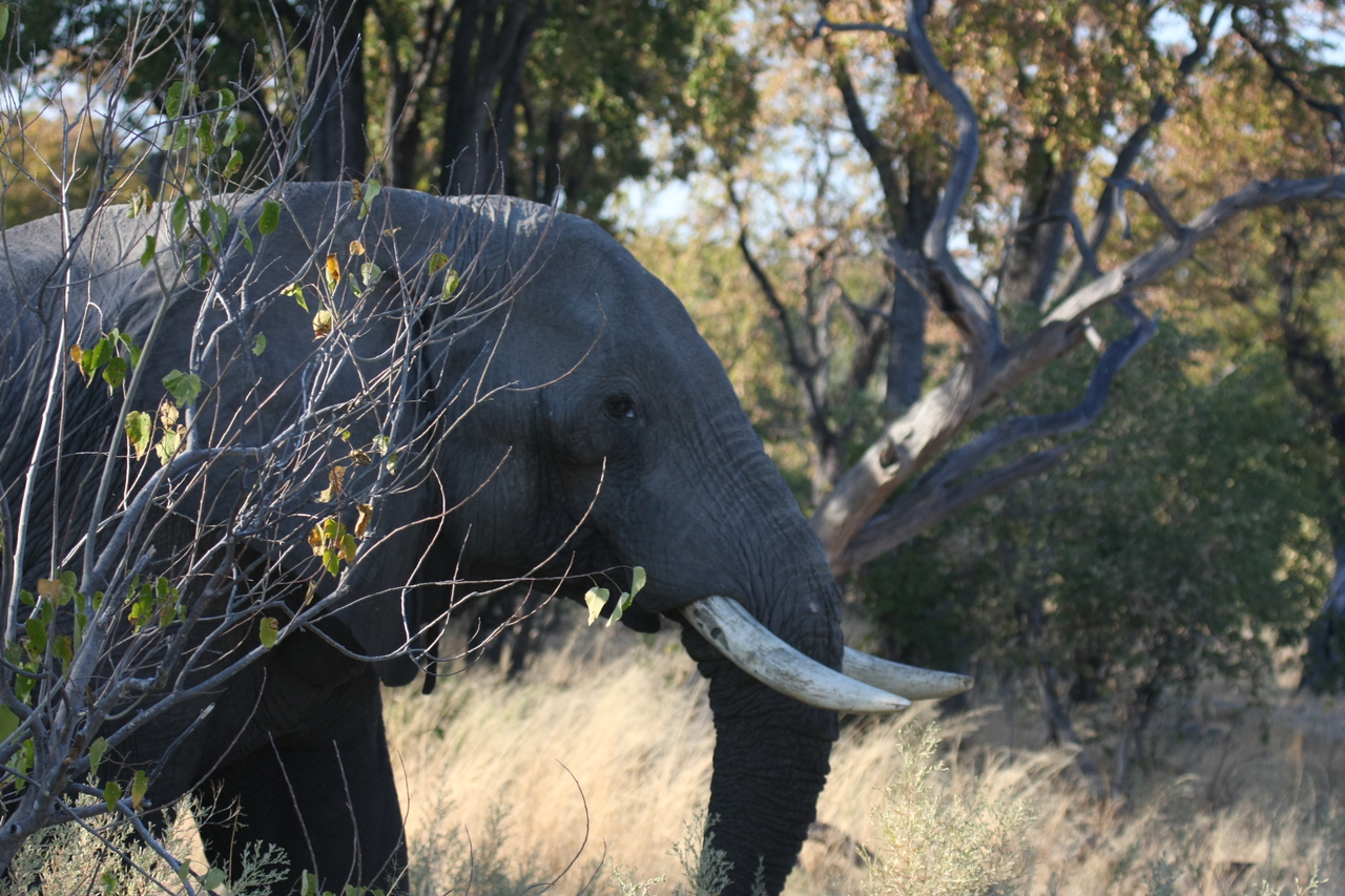 [23052] 2016_06_30_02_23_19_Africa_Canon_EOS_40D_IMG__03805.jpg