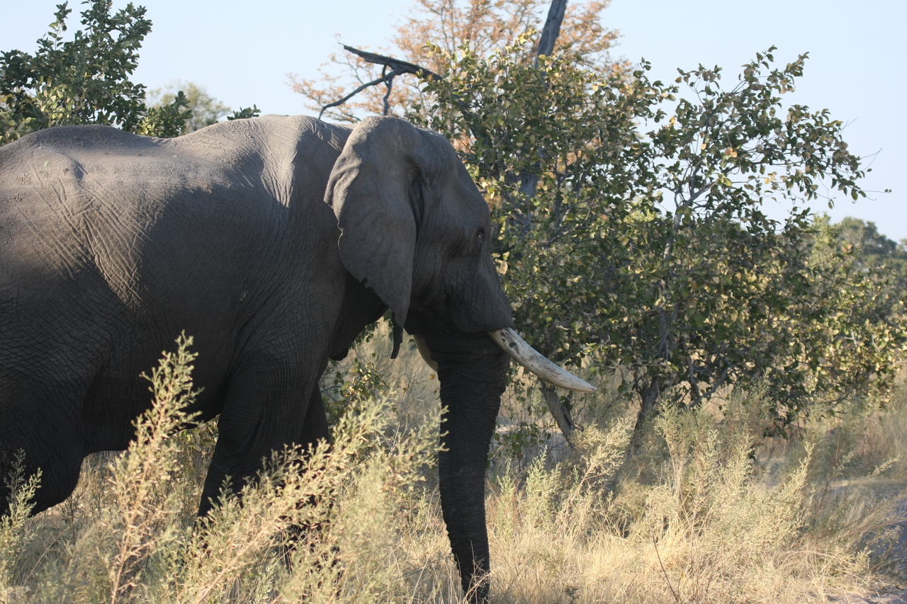 [23059] 2016_06_30_02_23_31_Africa_Canon_EOS_40D_IMG__11255.jpg