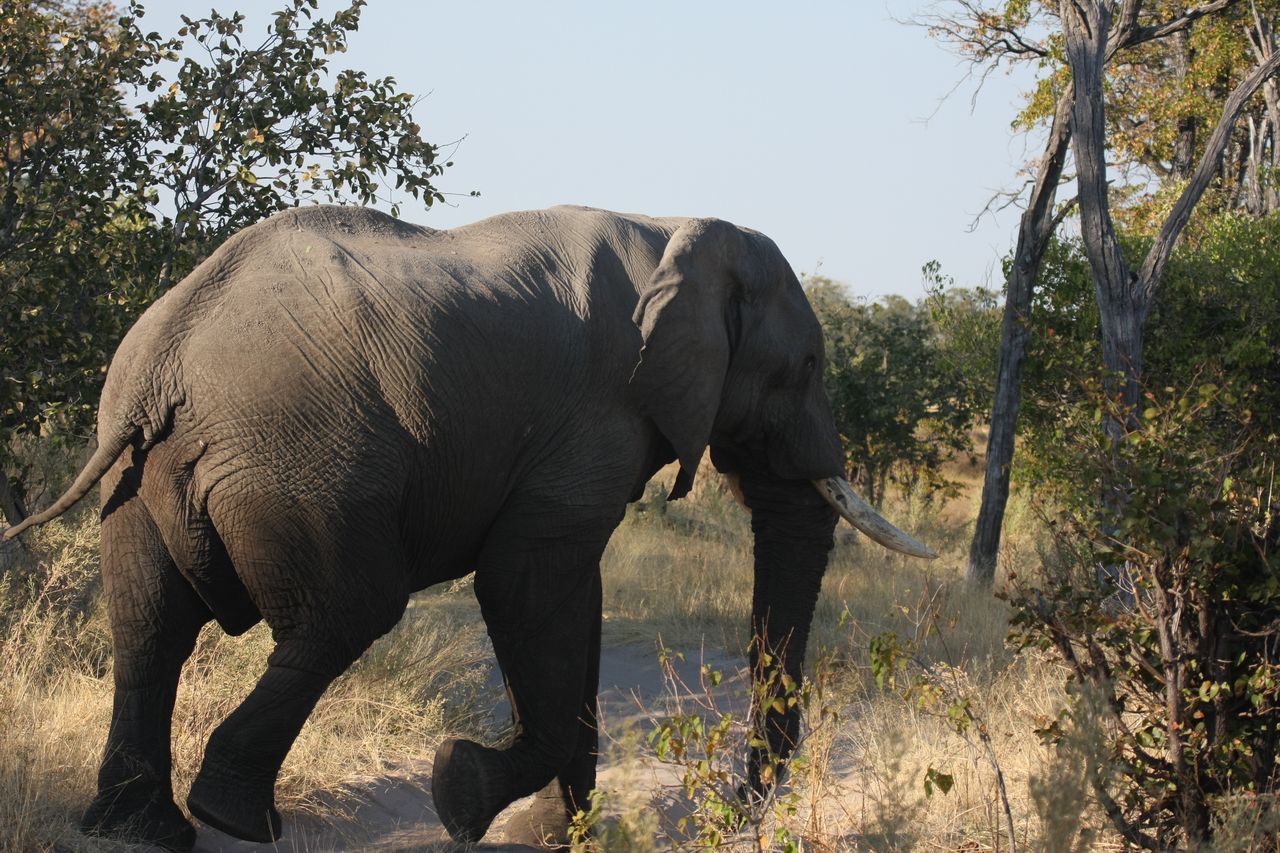 [23064] 2016_06_30_02_23_36_Africa_Canon_EOS_40D_IMG__03810.jpg